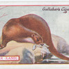 Otter.
