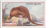 Otter.