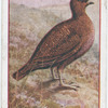 Grouse.