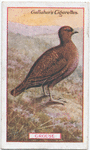 Grouse.
