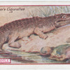 Crocodile.