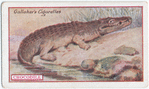 Crocodile.