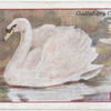 Swan.