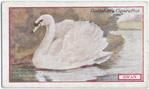Swan.