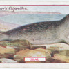 Seal.