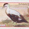 Eider Duck.