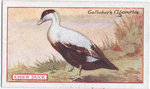 Eider Duck.
