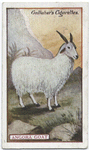 Angora Goat.