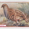 Partridge.