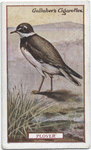 Plover.