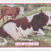 Cow and calf.