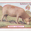 Sheep.