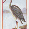 Heron.