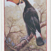 Toucan.