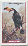 Toucan.