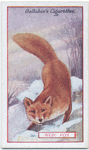 Red Fox.