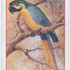 Macaw.