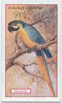 Macaw.