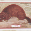 Mink.