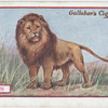 Lion.