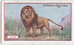 Lion.