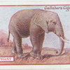 Elephant.
