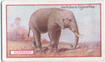 Elephant.