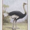 Ostrich (male).