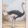 Ostrich (male).