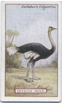 Ostrich (male).