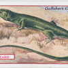 Lizard.