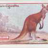 Kangaroo.