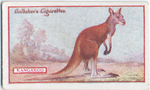Kangaroo.