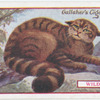 Wild Cat.