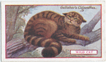 Wild Cat.
