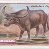 Indian Buffalo.