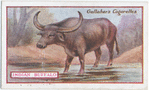 Indian Buffalo.