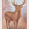 Deer.