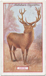 Deer.