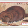 Musquash (Musk Rat).