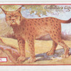Lynx.