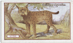 Lynx.