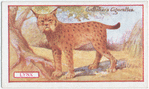 Lynx.