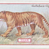 Tiger.
