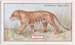 Tiger.