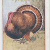 Turkey.