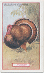 Turkey.