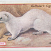 Ermine.