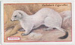 Ermine.