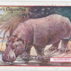 Hippopotamus.